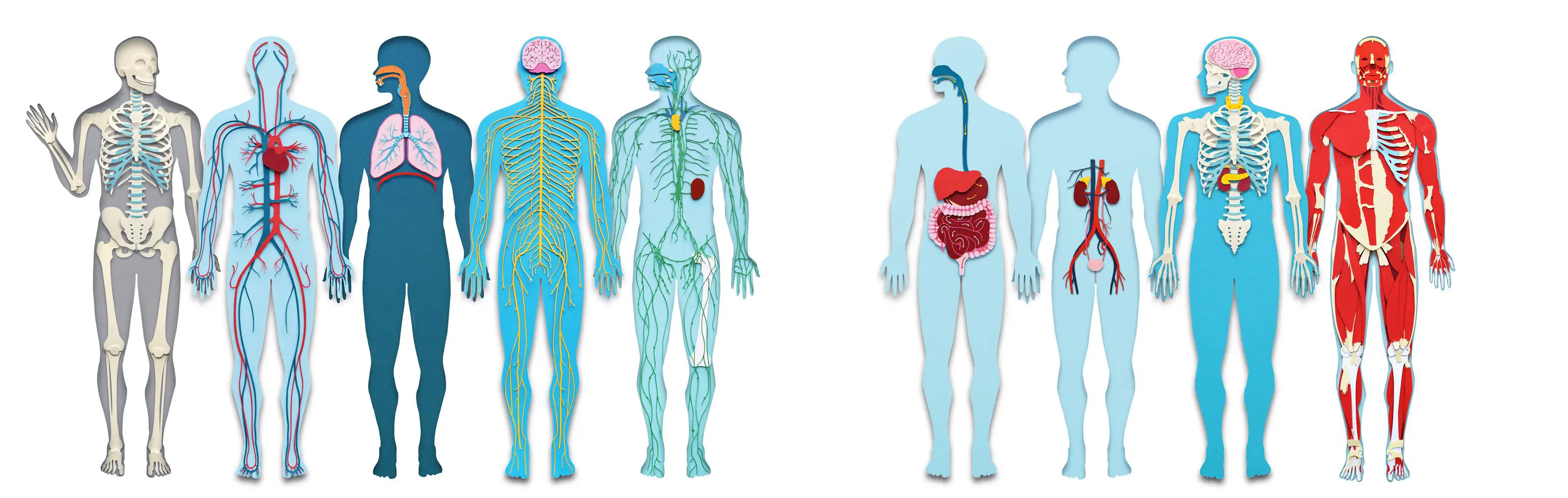 Systems of the Human Body
