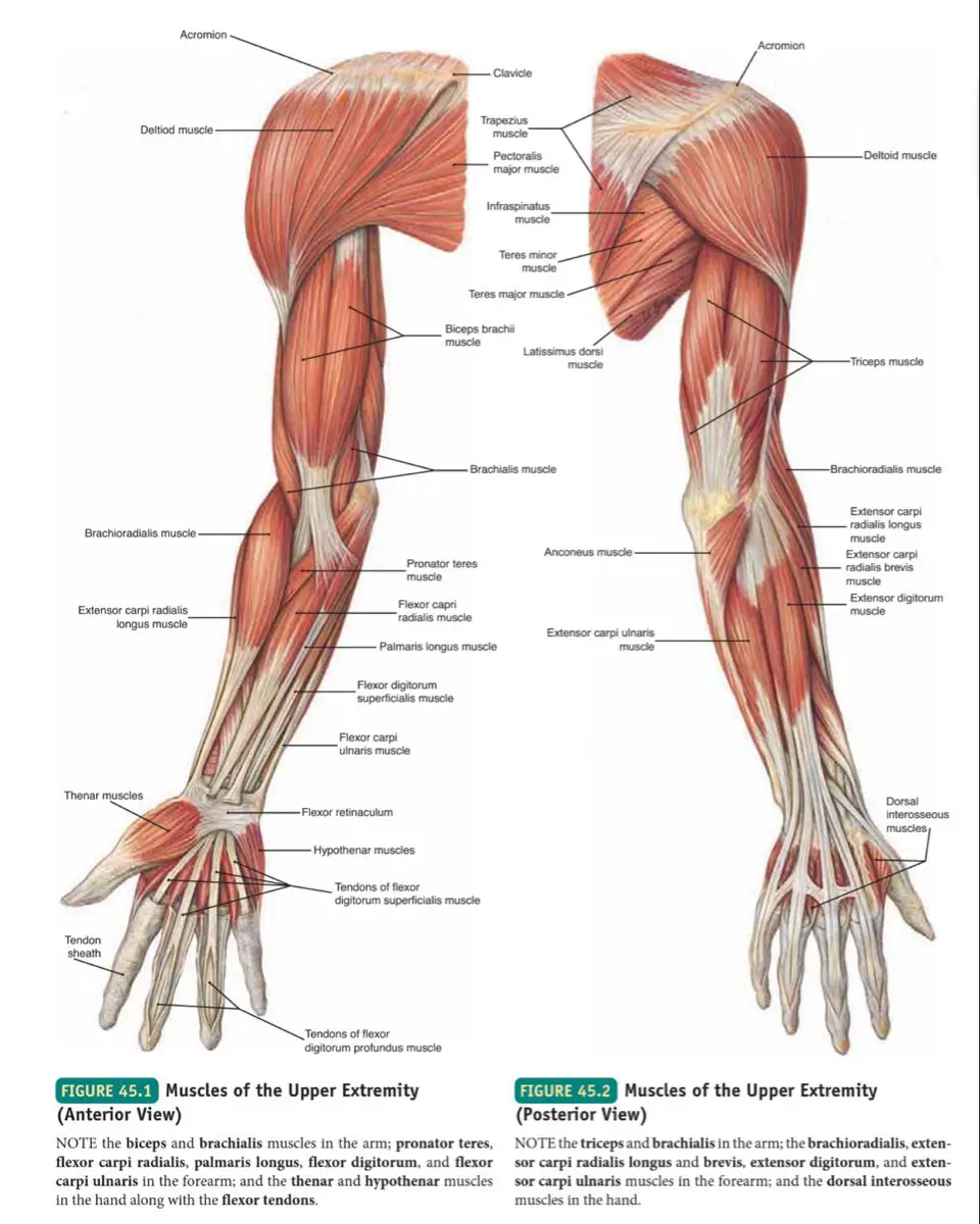 Upper Extremity Anatomy & Rehab