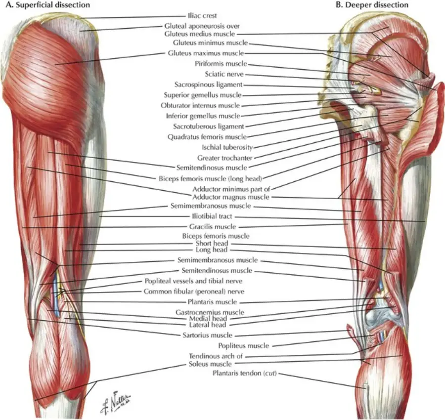 Lower Extremity Muscles