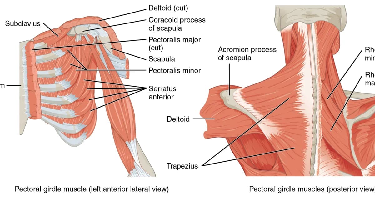 Upper Extremity Anatomy & Rehab