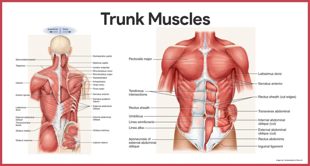 The Muscles Of The Trunk Structure Function And Clinical Relevance