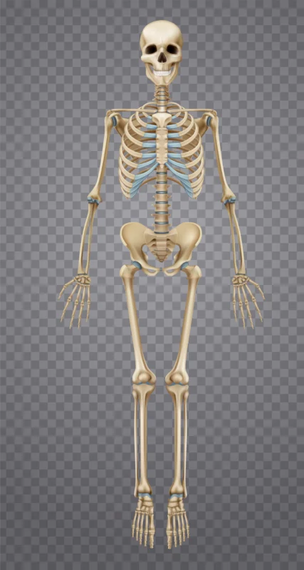 Realistic_Human_Skeleton