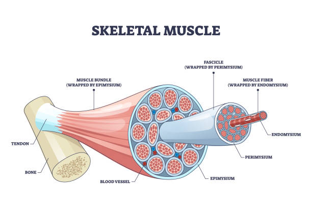 Sceletal_Muscle