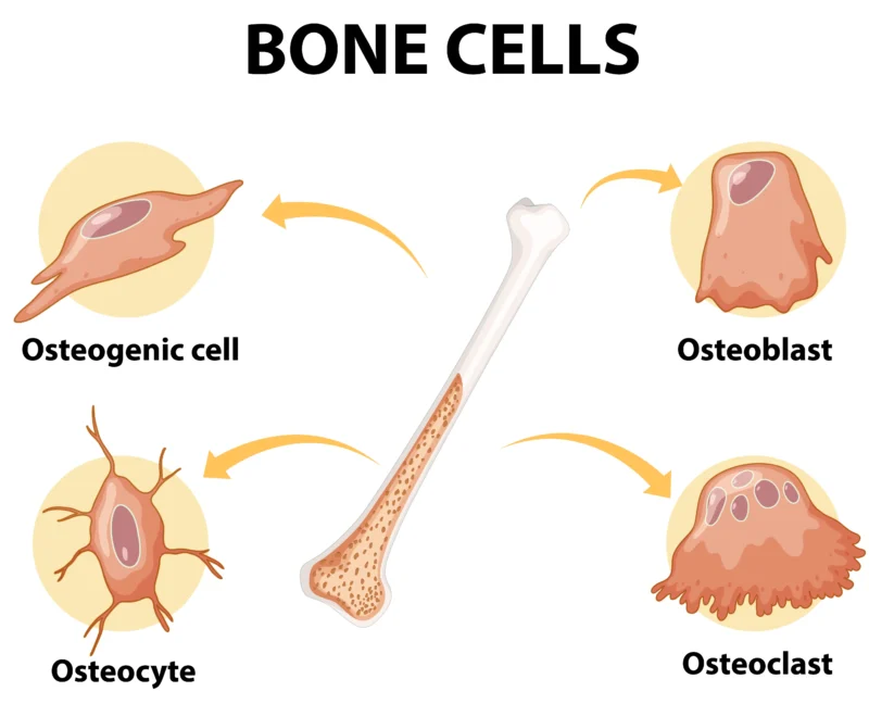 human_bone_cells